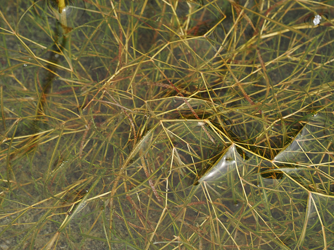 Stuckenia filiformis