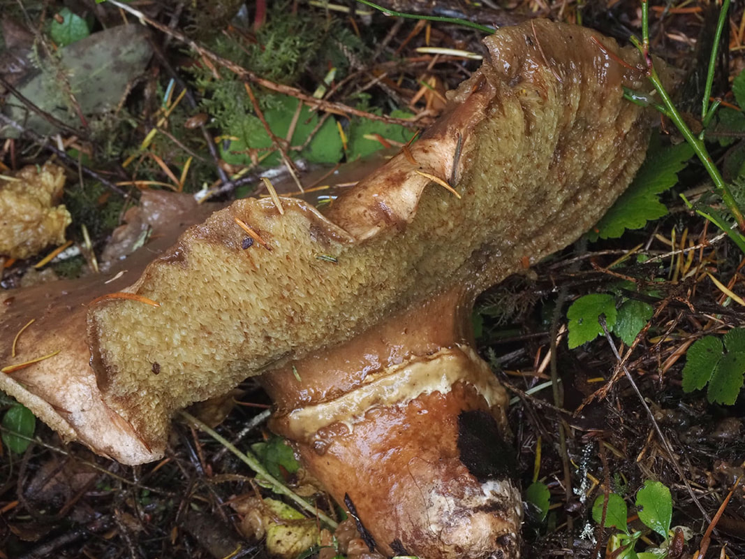 Suillus ponderosus (Heavy bolete) 
