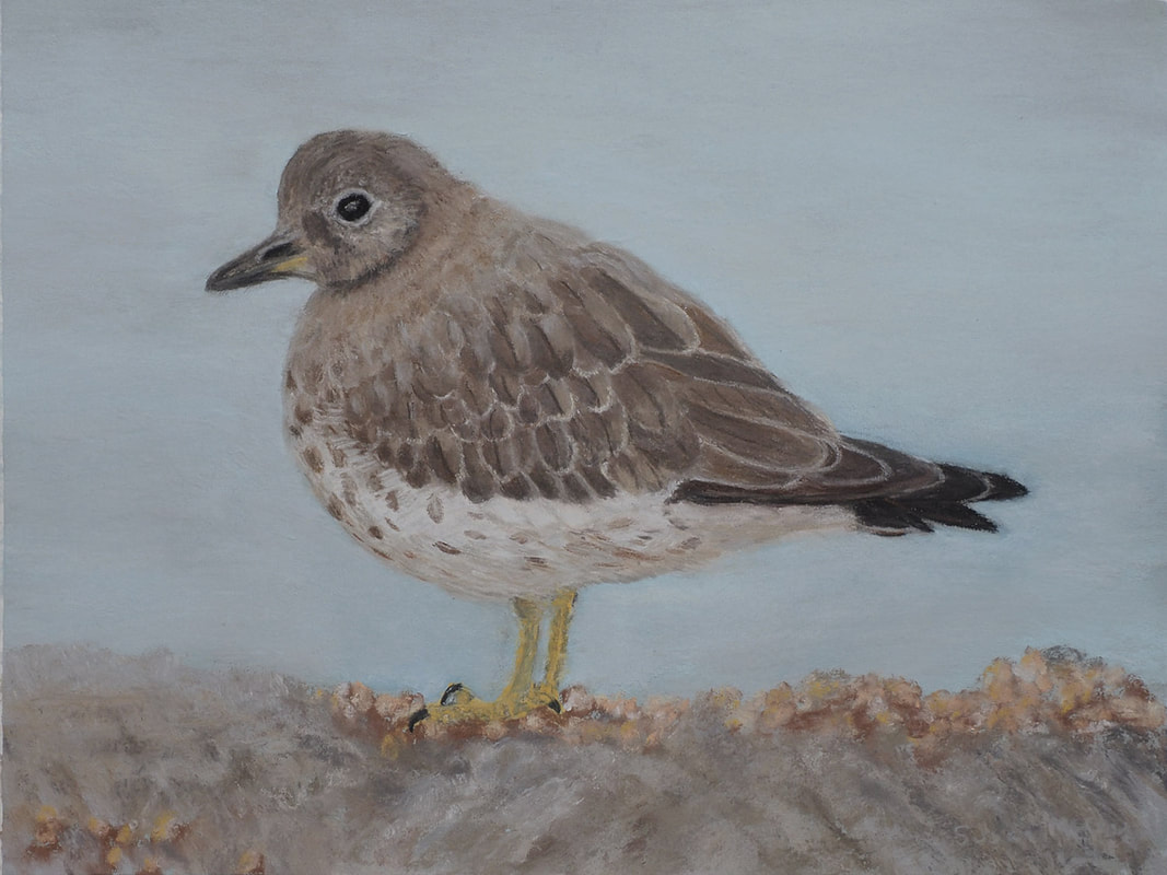 Surfbird