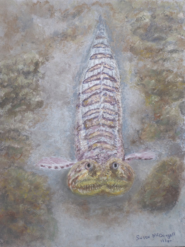 California Lizardfish (Synodus lucioceps)