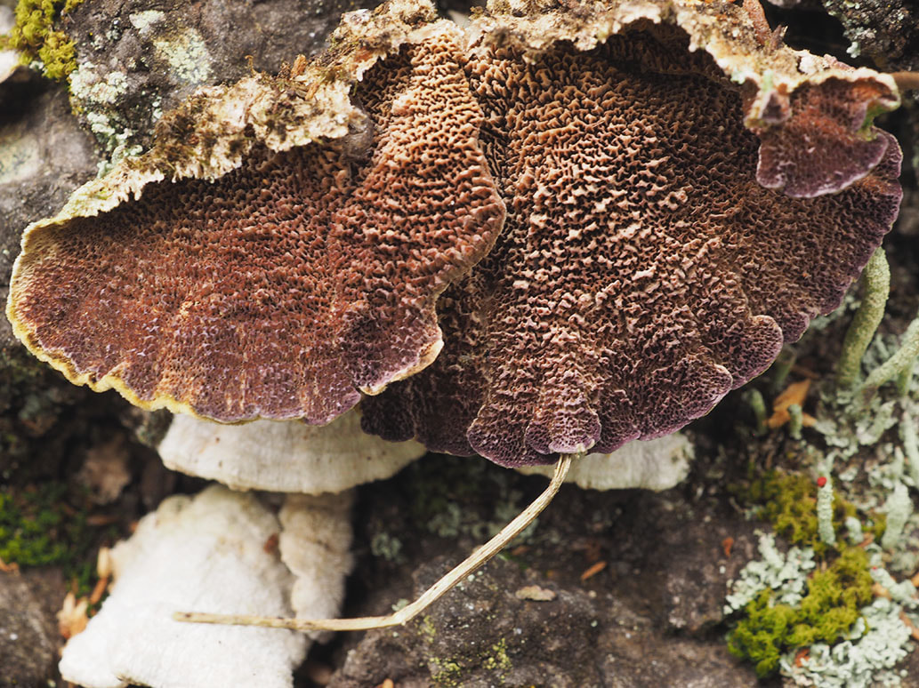 Trichaptum abietinum (Purplepore bracket)