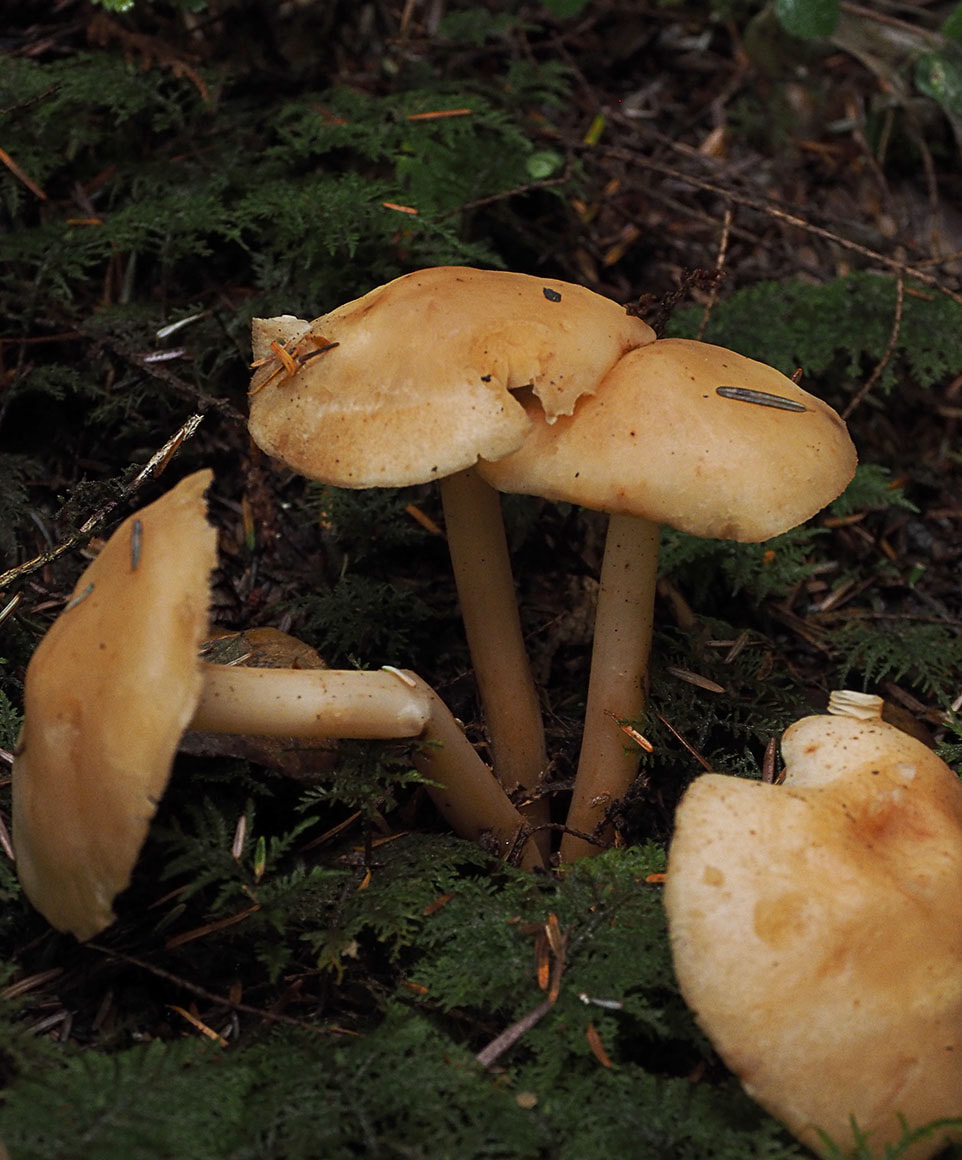 Tricholoma equestre (Man on horseback) 