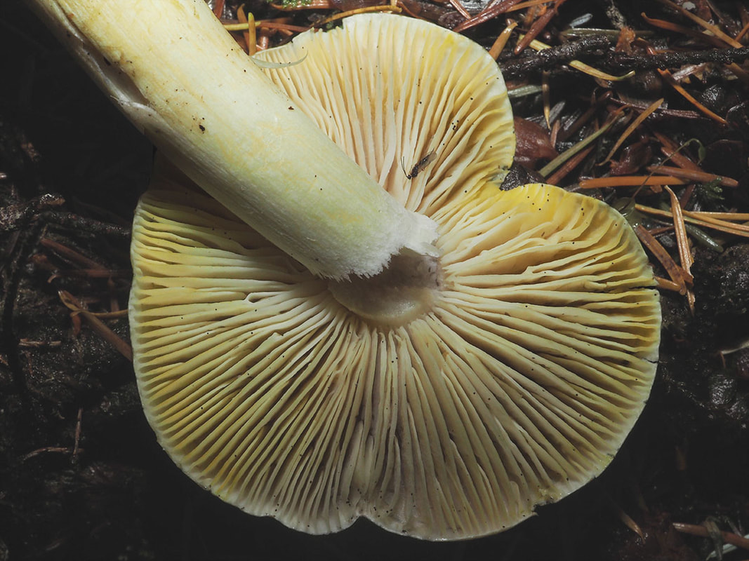 Tricholoma sejunctum (Deceiving knight) 
