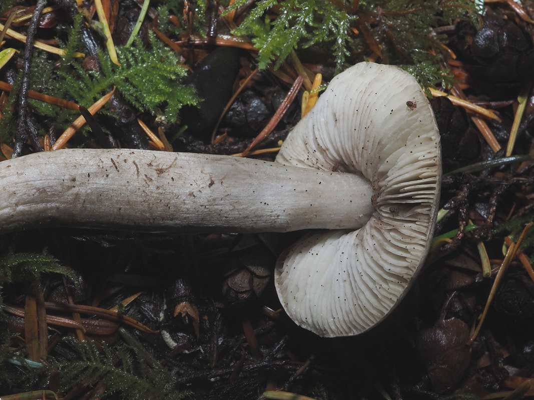 Tricholoma terreum 