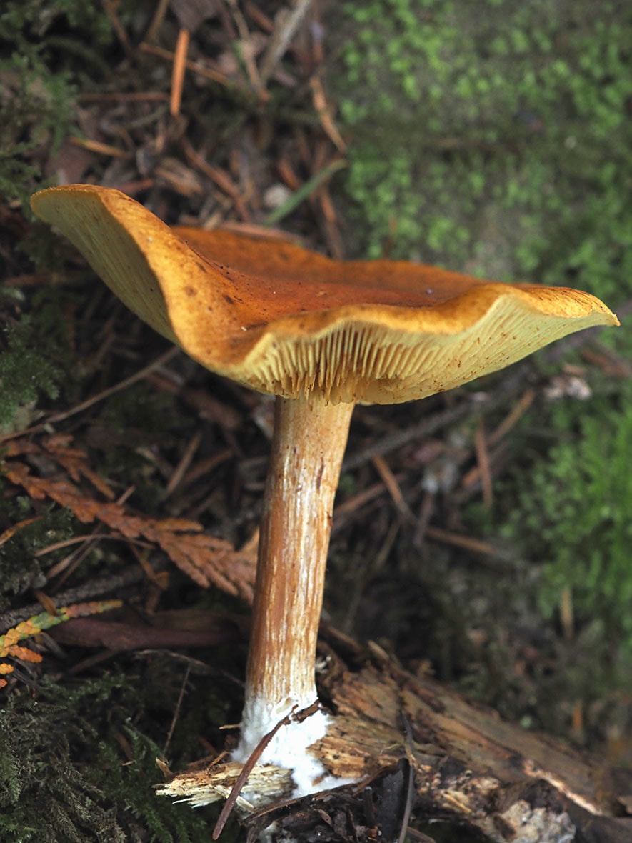 Tricholomopsis flavissima