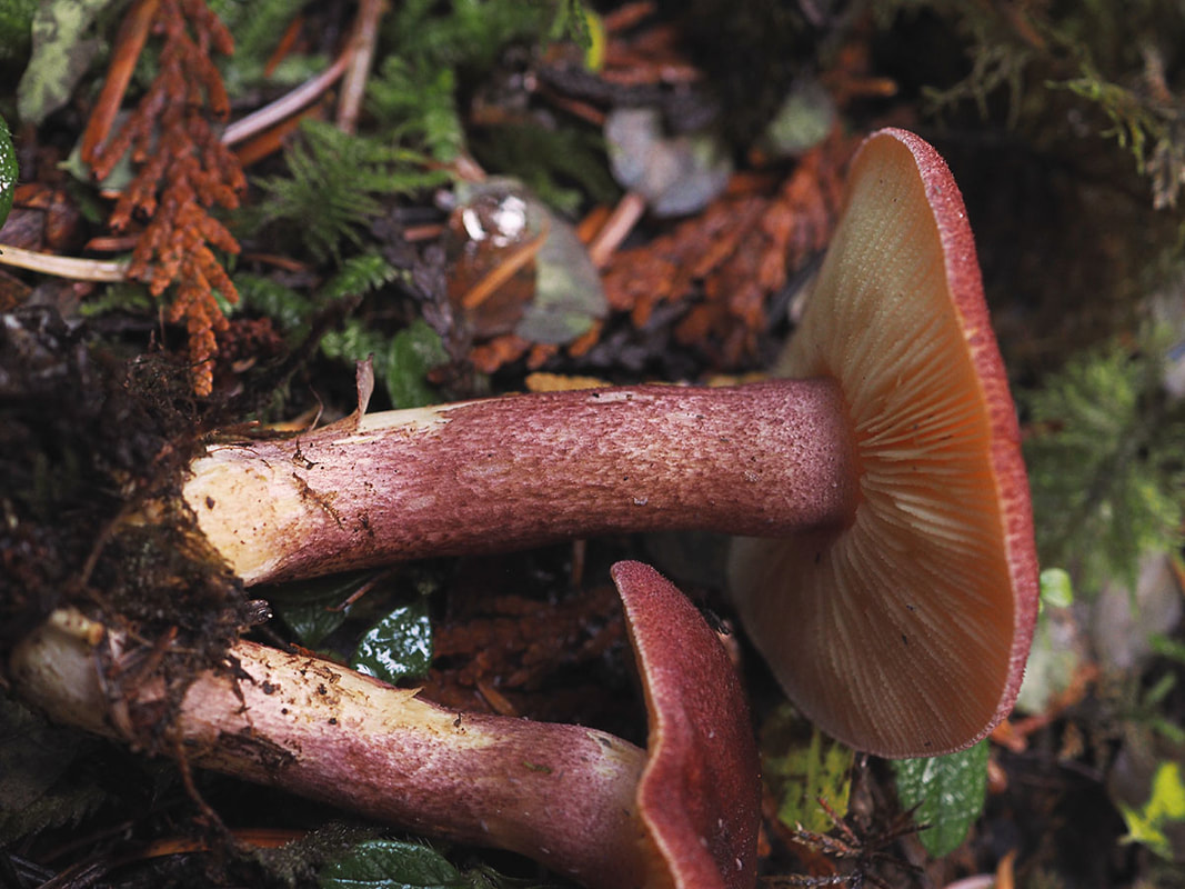 Tricholomopsis rutilans (Red-tufted wood tricholoma)