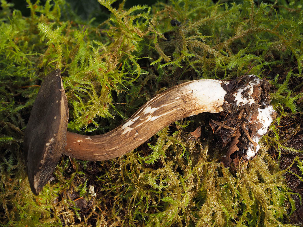 Tylopilus pseudoscaber (Dusky bolete) 