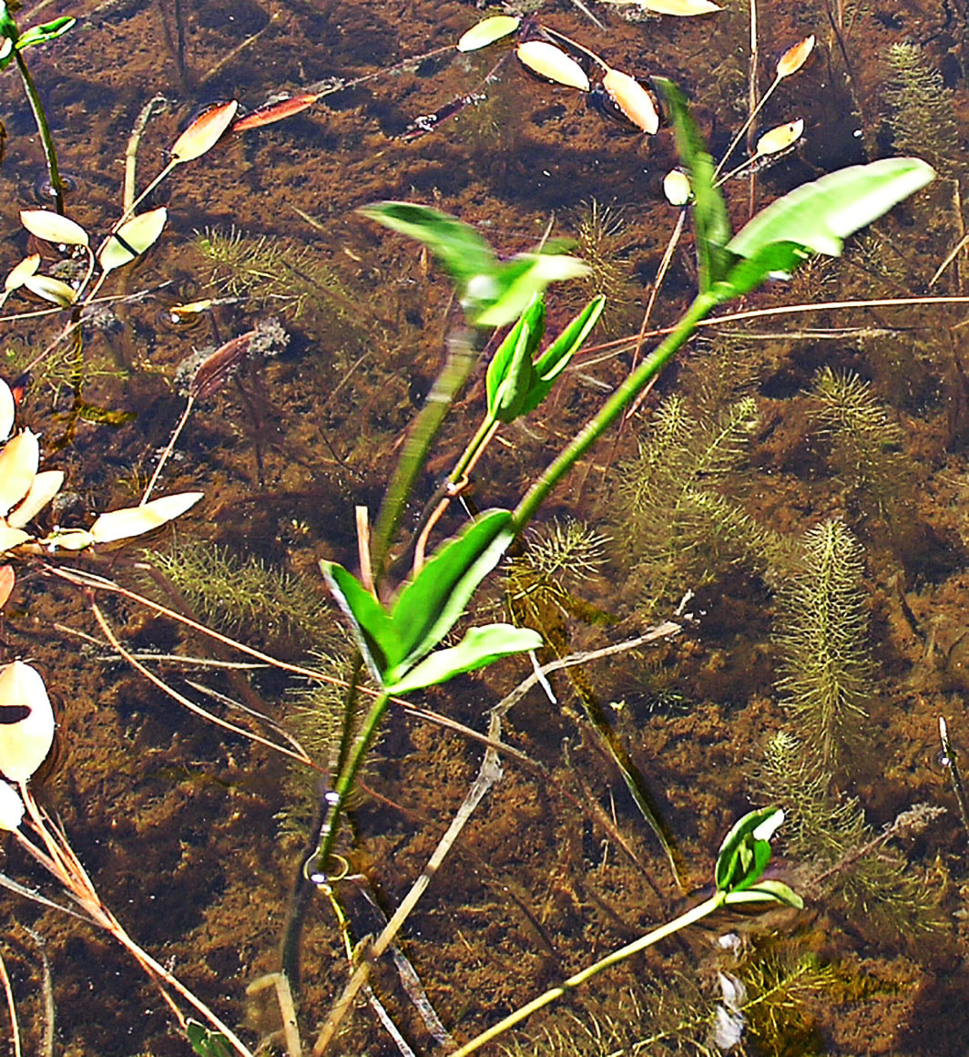Utricularia intermedia
