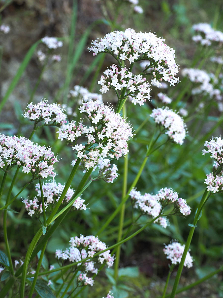 Valeriana scouleri