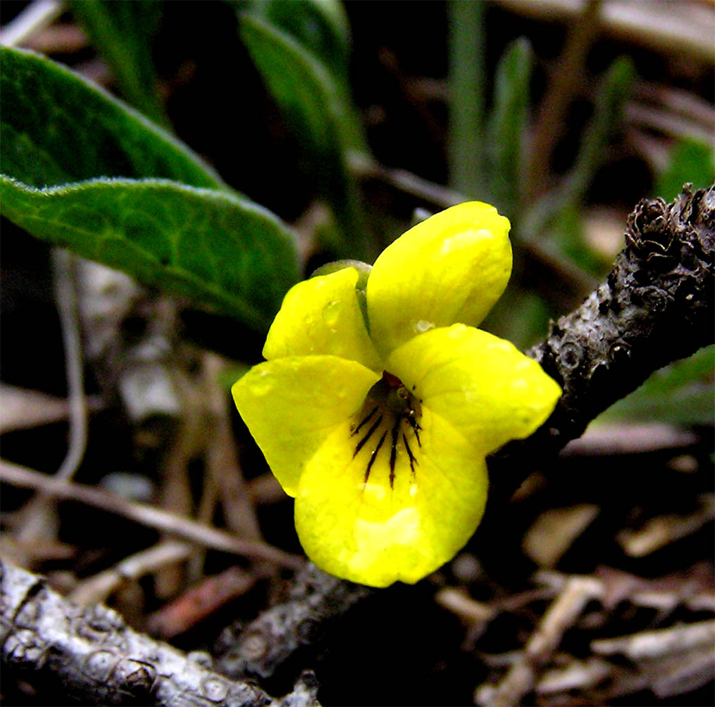 Viola nuttallii var. bakeri
