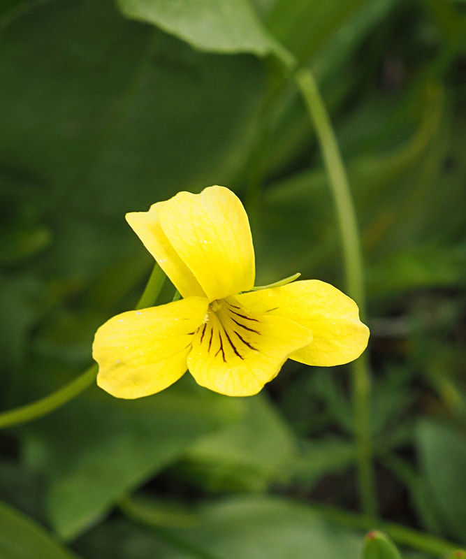Viola nuttallii var. praemorsa
