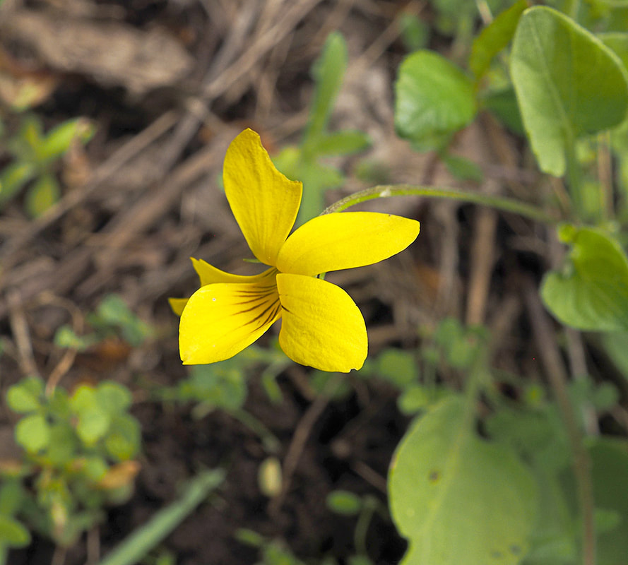 Viola nuttallii var. vallicola