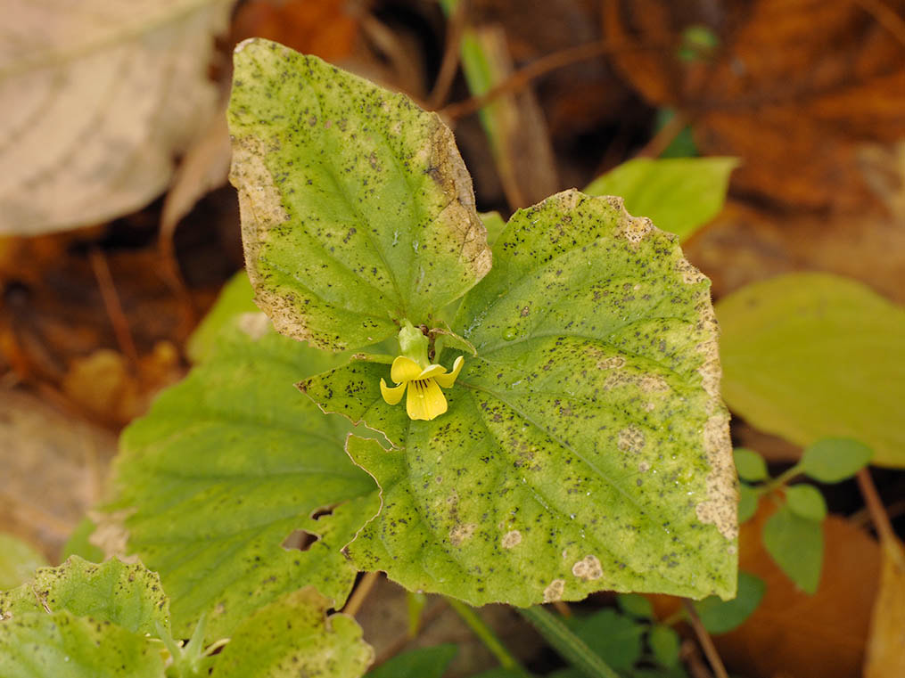 Viola pubescens