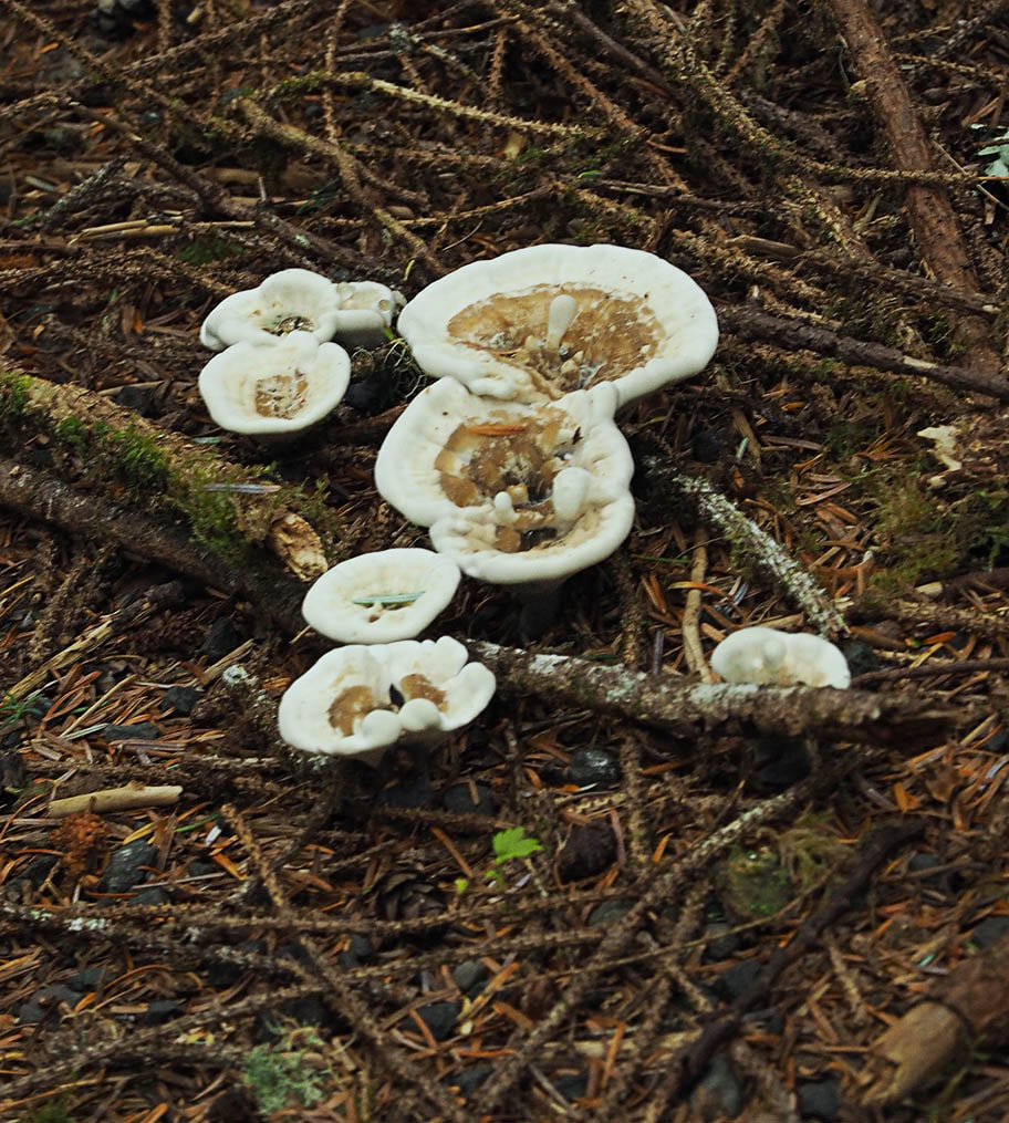 Onnia tomentosa (Woolly velvet polypore) 