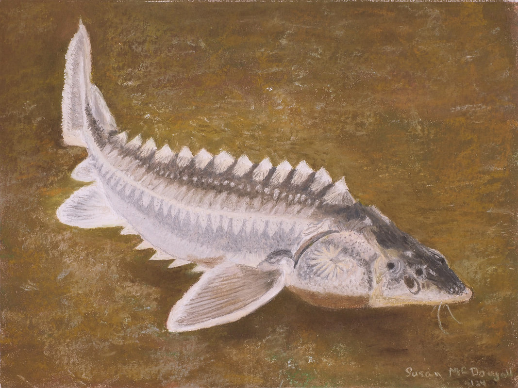 White Sturgeon (Acipenser transmontanus)