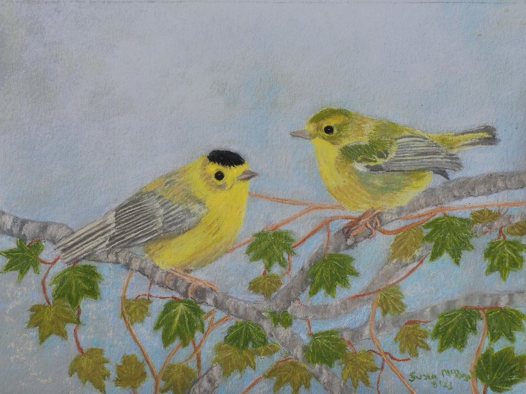 Wilson's Warbler