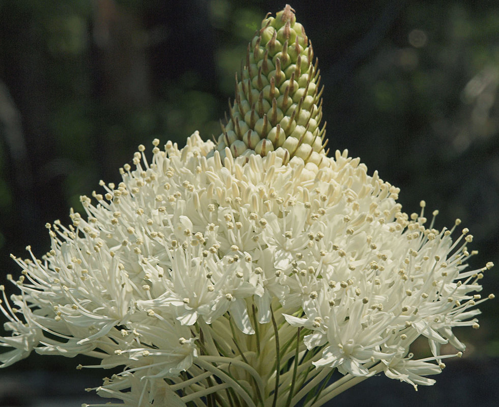 Xerophyllum tenax