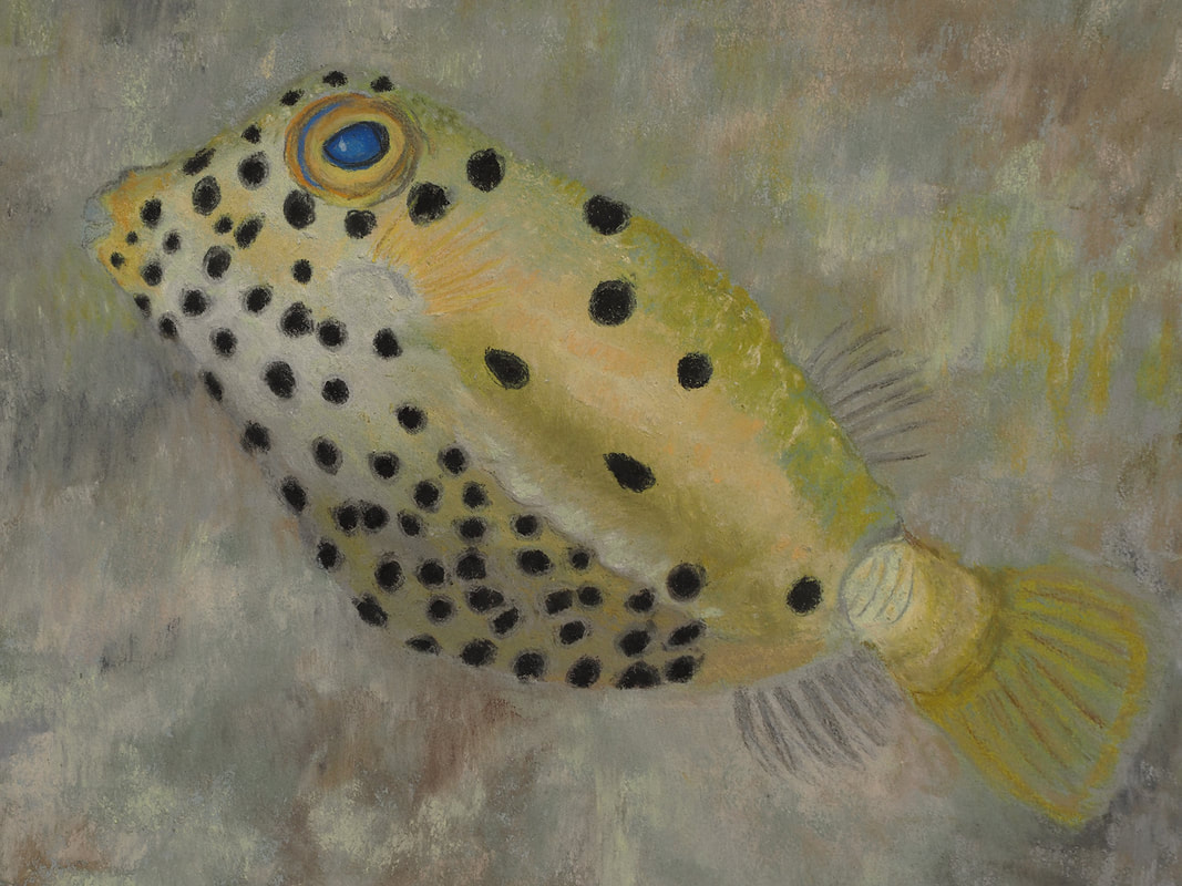 Yellow Boxfish (Ostracion cubicum