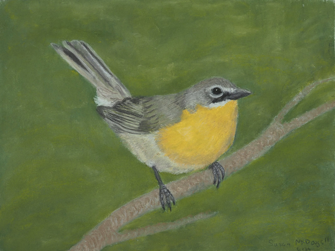 Yellow-breasted Chat