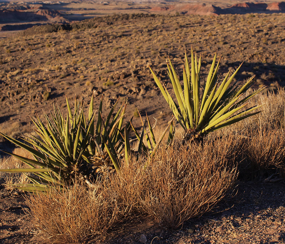 Yucca baccata