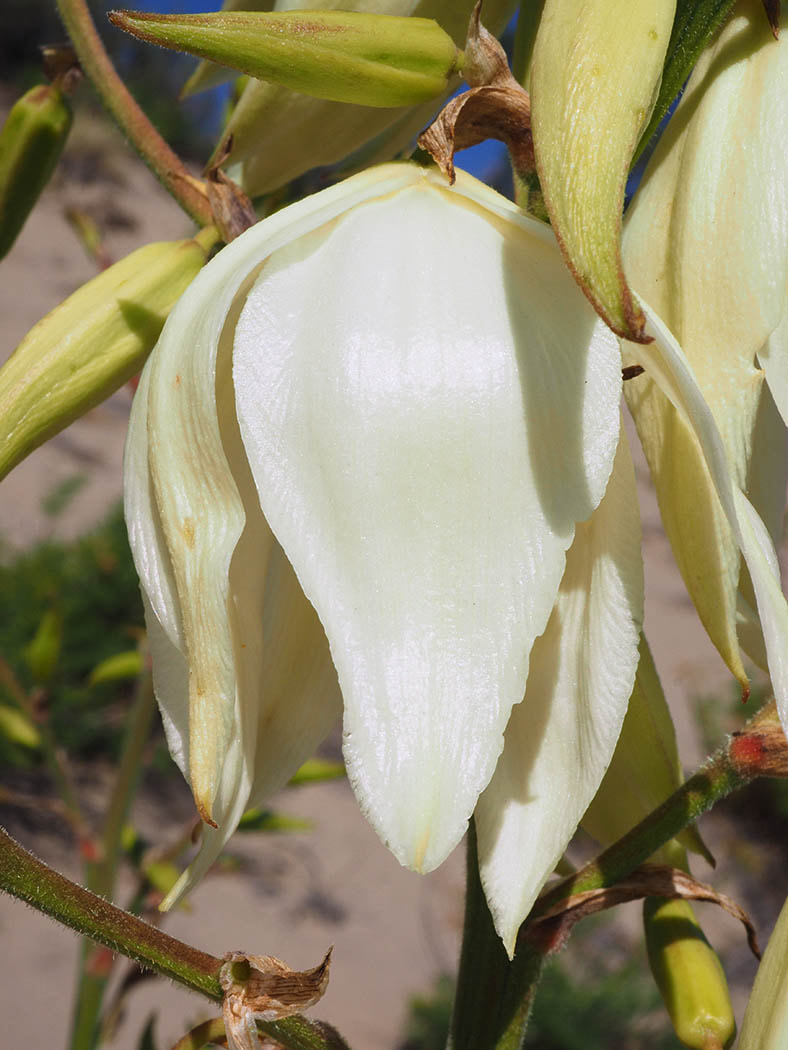 Yucca glauca