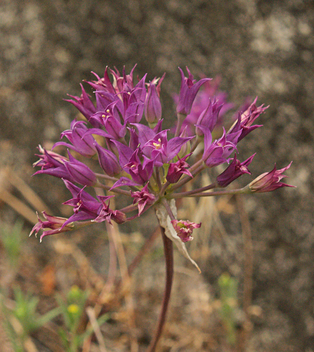 Allium acuminatum