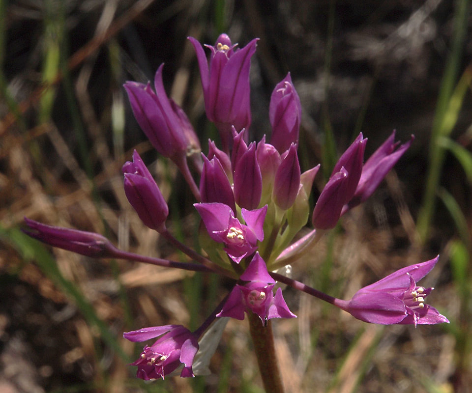 Allium campanulatum