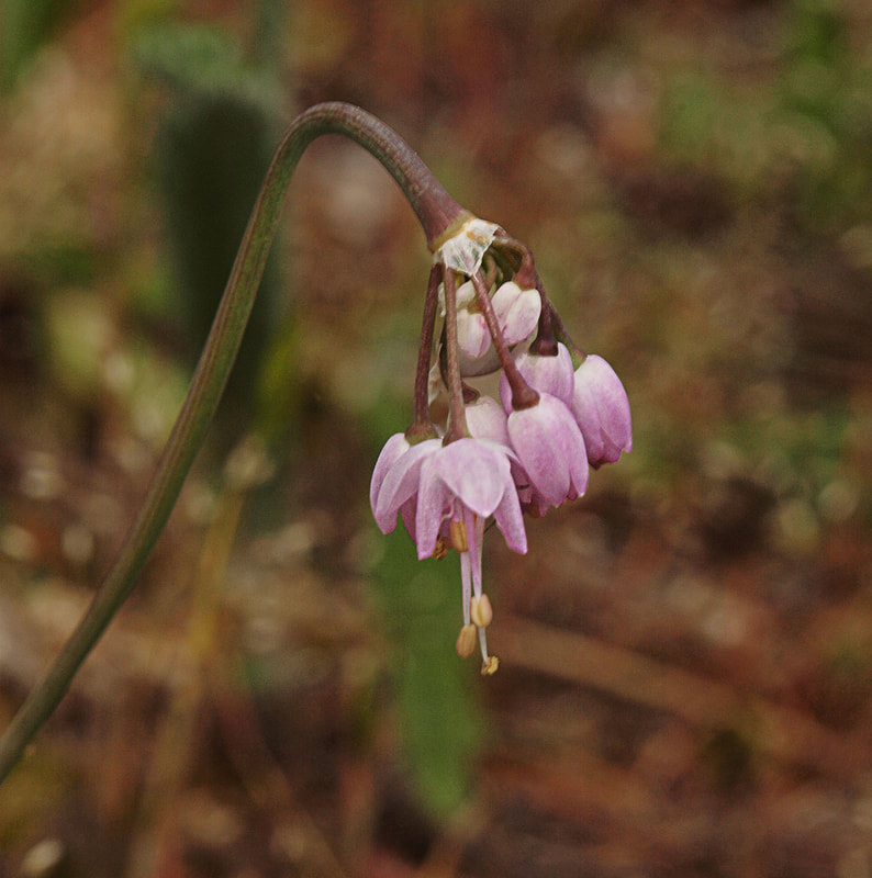 Allium cernuum