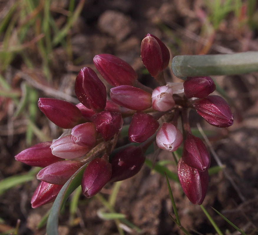 Allium scilloides