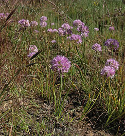 Allium nevii