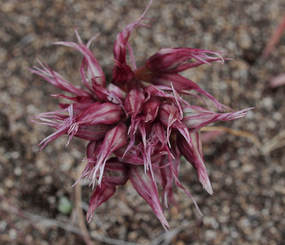Allium robinsonii