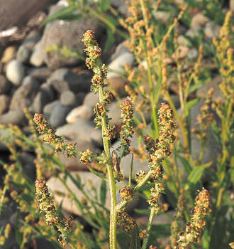 Atriplex dioica