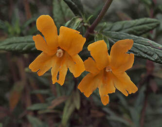 Diplacus aurantiacus ssp. aurantiacus