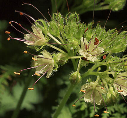 Hydrophyllum tenuipes
