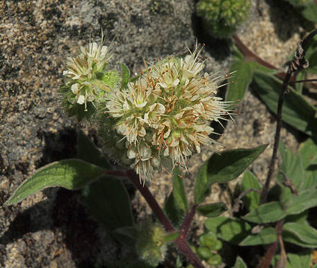 Phacelia leptosepala