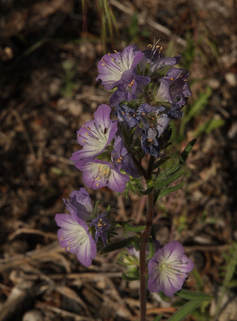 Phacelia linearis