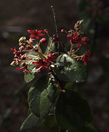 Ribes viburnifolium