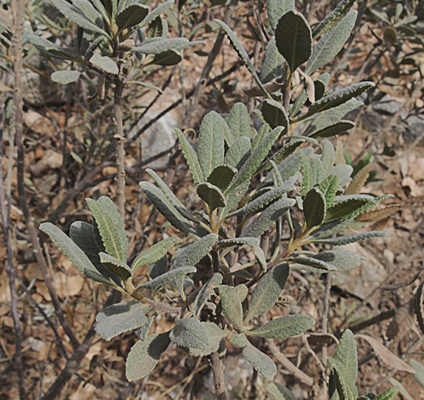 Eriodictyon crassifolium var. crassifolium