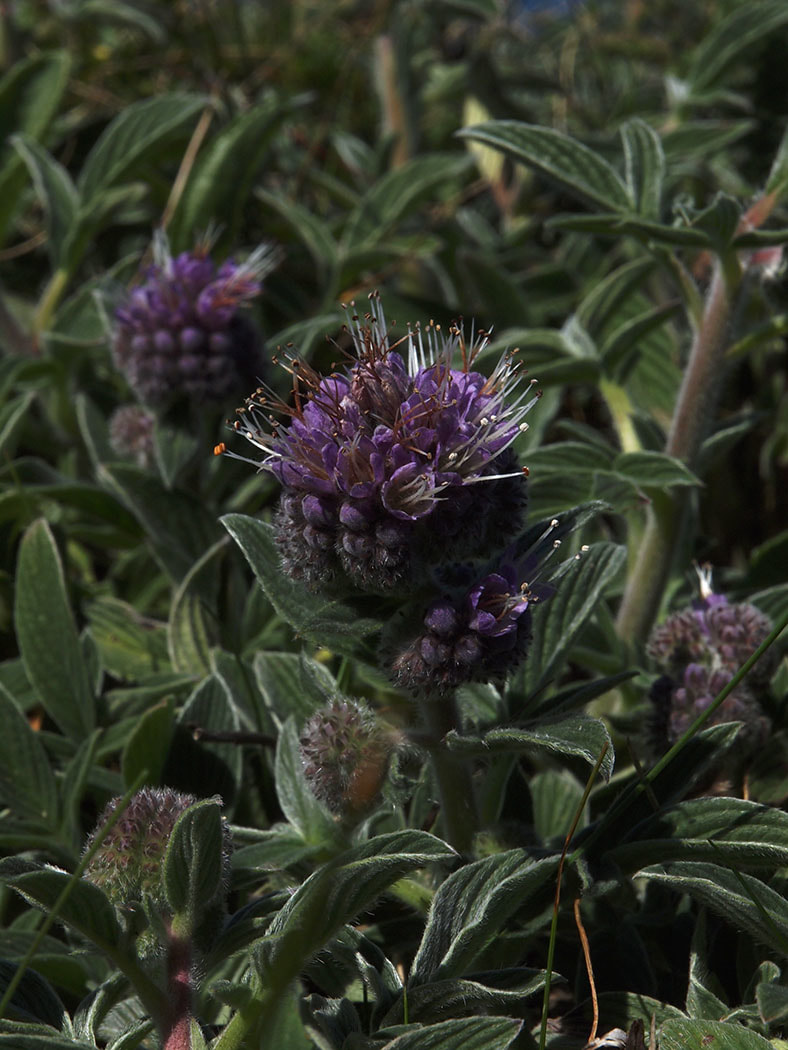 Phacelia californica