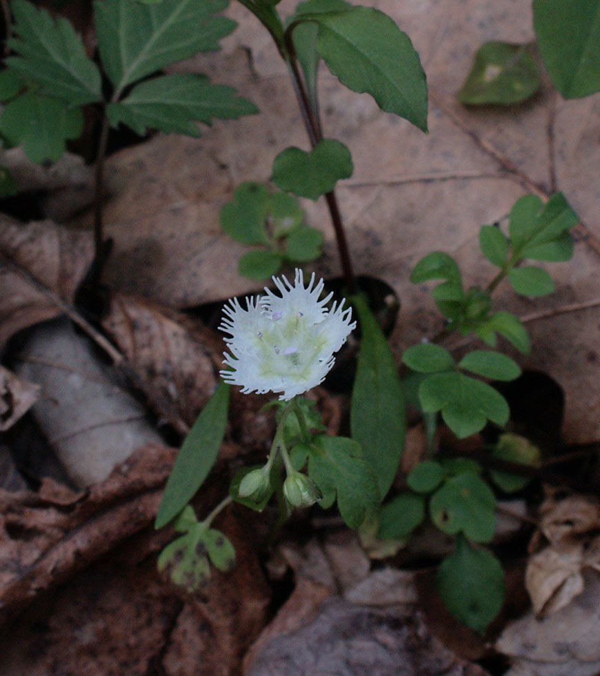 Phacelia fimbriata