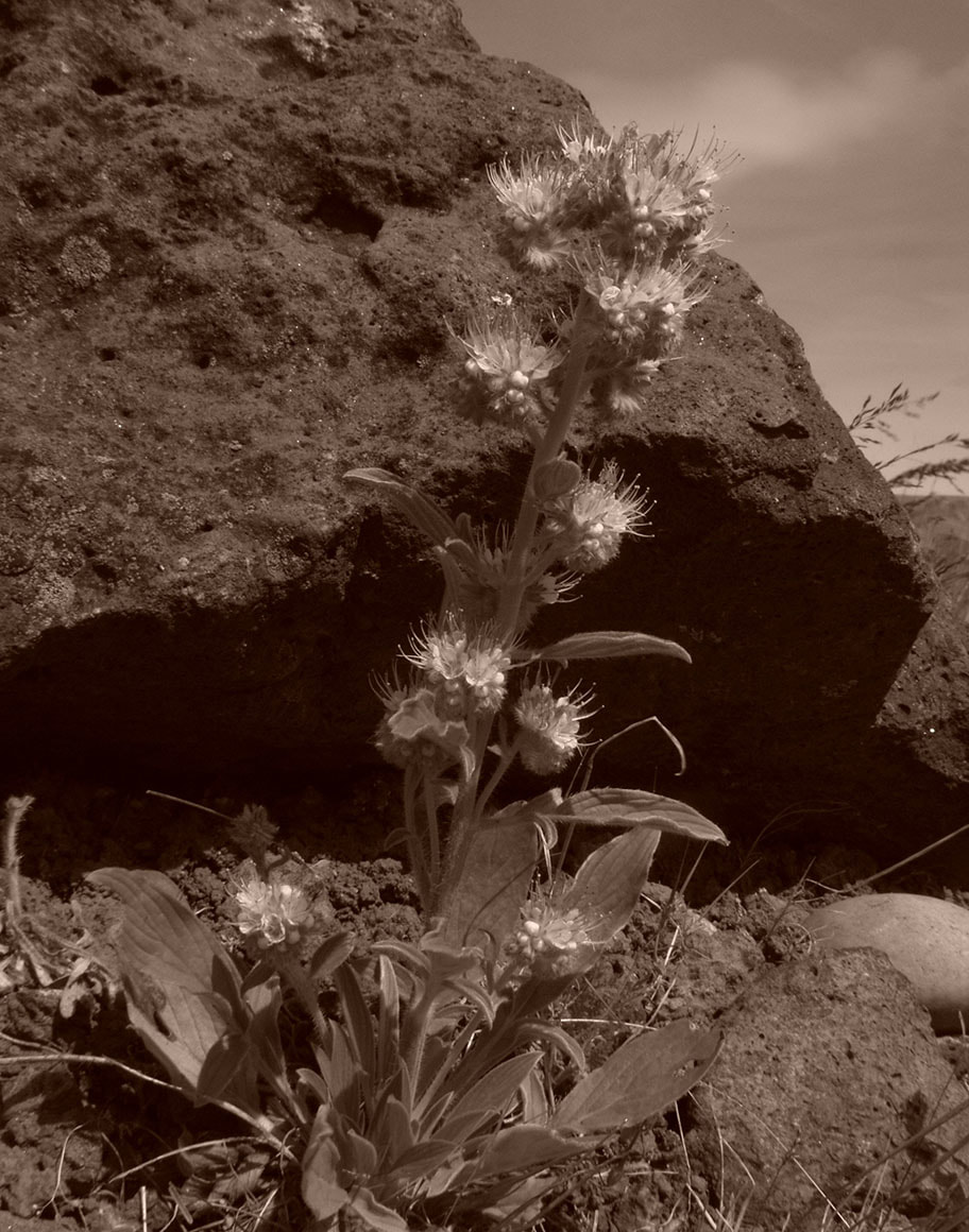 Phacelia hastata var. hastata