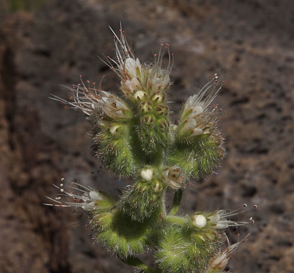 Phacelia heterophylla ssp. virgata