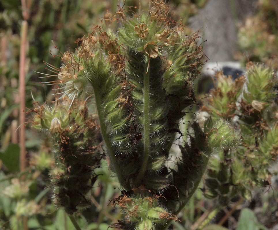 Phacelia mutabilis