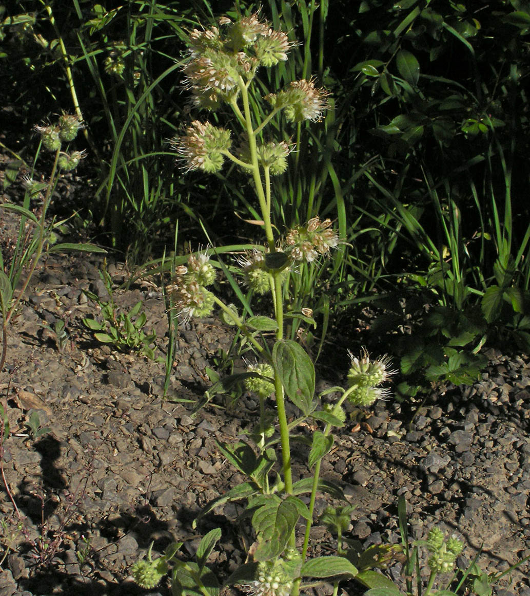 Phacelia procera