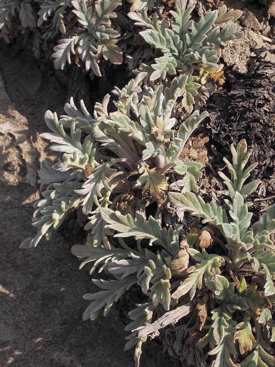 Phacelia sericea var. sericea