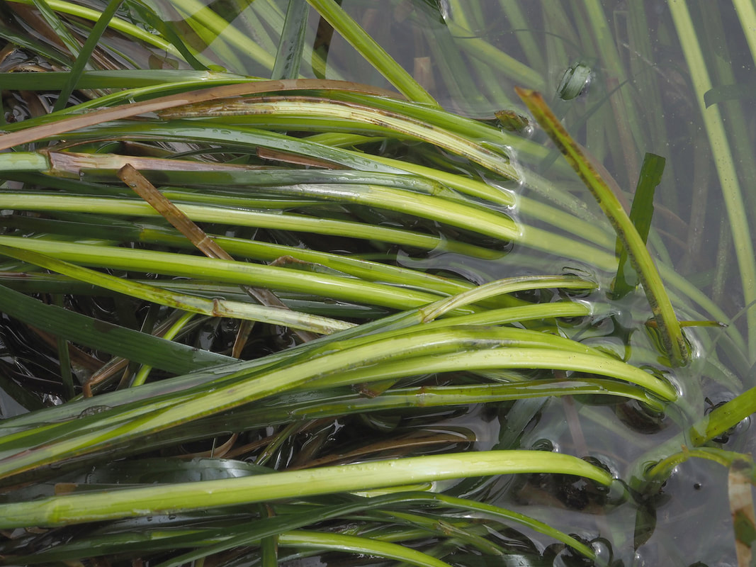 Phyllospadix scouleri