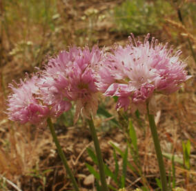 Allium douglasii