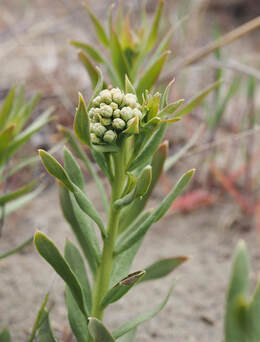 Comandra umbellata ssp. pallida