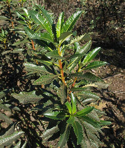 Eriodictyon trichocalyx var. trichocalyx