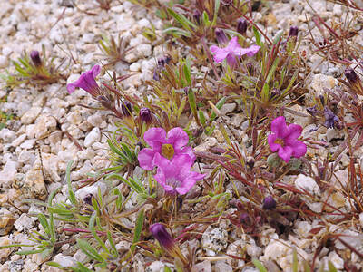 Nama demissum var. demissum